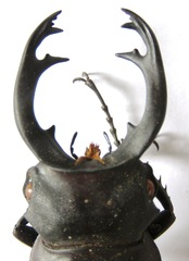 Odontolabis cuvera salvazae