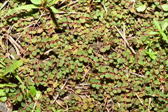 Euphorbia makinoi