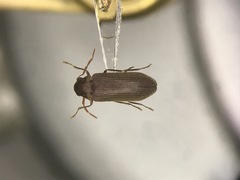 Oligomerus