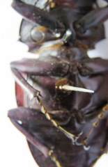 Odontolabis cuvera salvazae