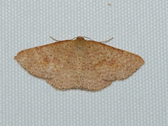 Epicyme rubropunctaria