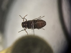 Oligomerus