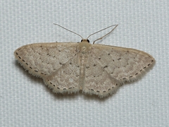 Idaea philocosma