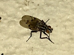 Anthomyia punctipennis
