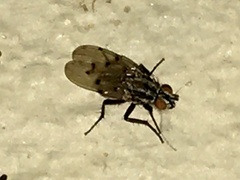 Anthomyia punctipennis