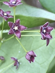 Vincetoxicum barbatum