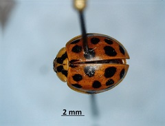 Harmonia axyridis