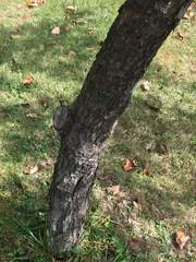 Malus dasyphylla