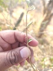 Solanum hindsianum