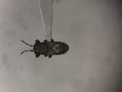 Phlegyas abbreviatus