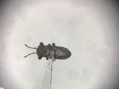 Phlegyas abbreviatus