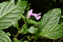 Strobilanthes cusia