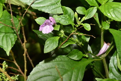 Strobilanthes cusia
