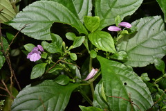 Strobilanthes cusia