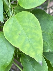 Vincetoxicum barbatum