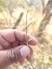Solanum hindsianum