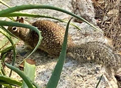 Otospermophilus beecheyi