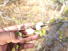 Celtis pallida