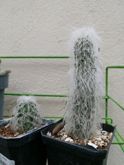 Cephalocereus senilis