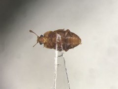 Epuraea aestiva