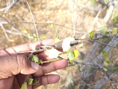 Celtis pallida