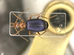 Brachinus cyanochroaticus