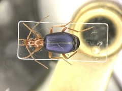 Brachinus cyanochroaticus