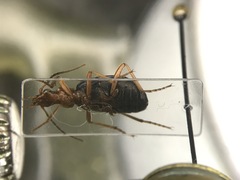 Brachinus cyanochroaticus