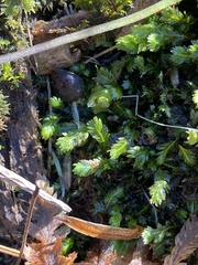 Fissidens taxifolius