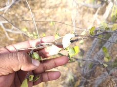 Celtis pallida