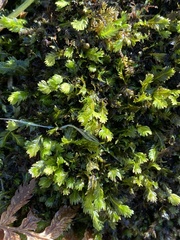 Fissidens taxifolius