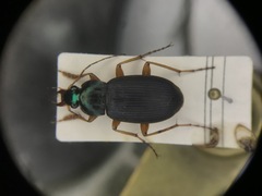 Chlaenius impunctifrons