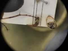 Chlaenius impunctifrons