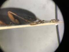 Chlaenius impunctifrons