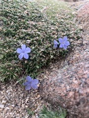 Phlox condensata