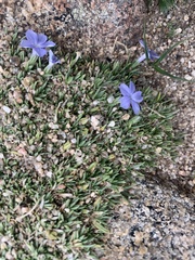 Phlox condensata