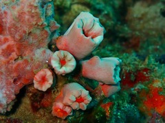 Cladopsammia gracilis