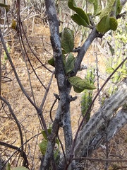 Celtis pallida