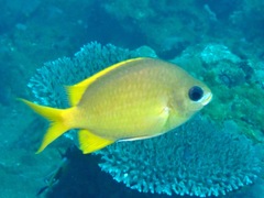 Chromis analis