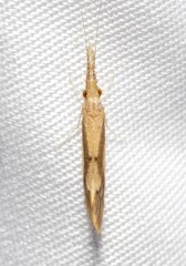 Triaenodes marginatus