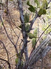 Celtis pallida