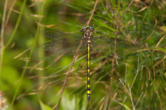 Cordulegaster obliqua
