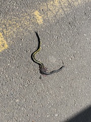 Atractus crassicaudatus