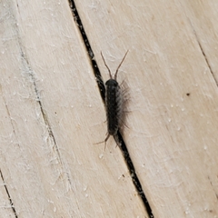 Ligia exotica