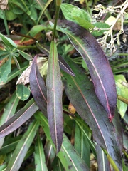 Bistorta bistortoides