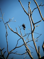 Geranospiza caerulescens