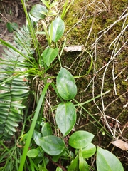 Vincetoxicum barbatum