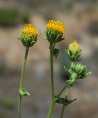 Geraea viscida