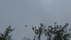 Nannopterum brasilianum