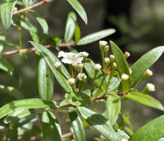 Sannantha pluriflora